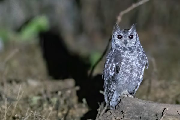 Verreaux's Eagle-Owl