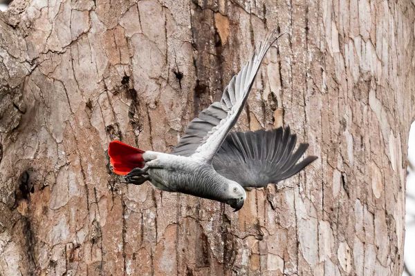 Grey Parrot