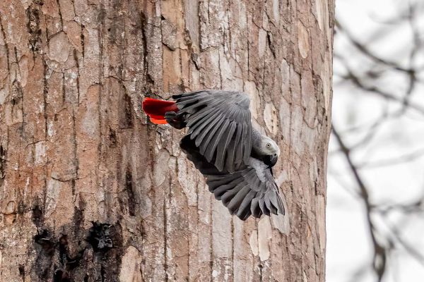 Grey Parrot