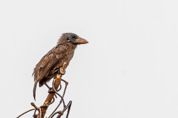 Naked-faced Barbet