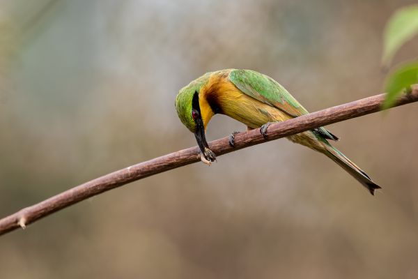 Little Bee-eater