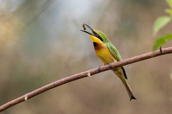 Little Bee-eater