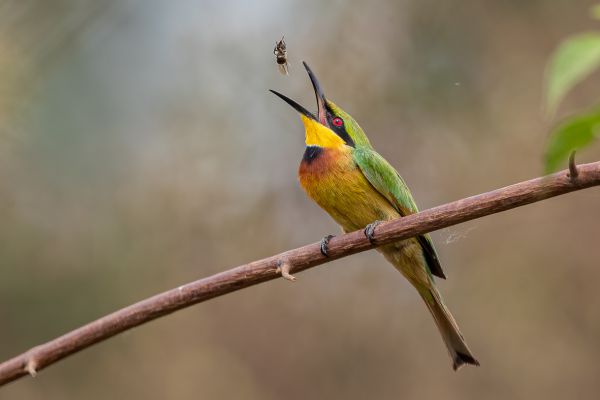 Little Bee-eater