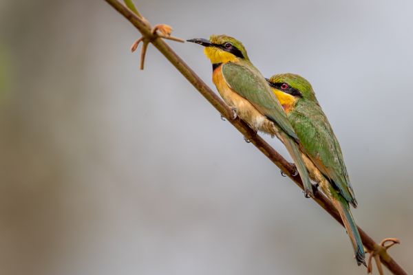 Little Bee-eater
