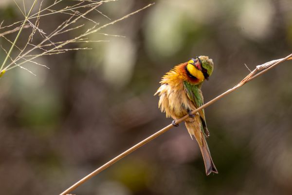 Little Bee-eater