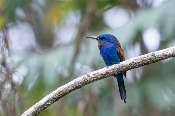 Blue-headed Bee-eater