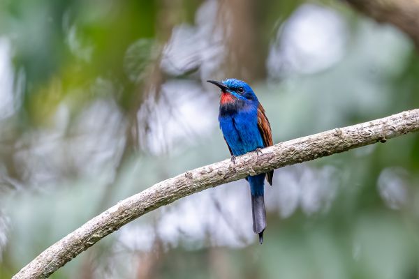 Blue-headed Bee-eater