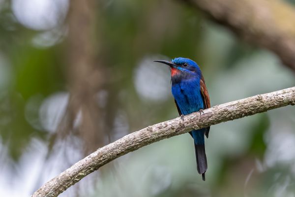 Blue-headed Bee-eater