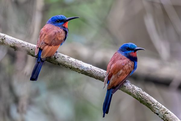 Blue-headed Bee-eater