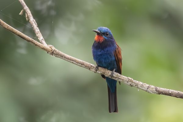 Blue-headed Bee-eater