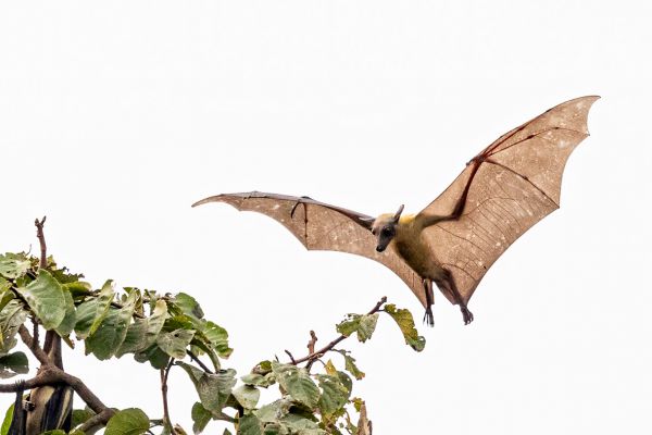 Straw-coloured Fruit Bat