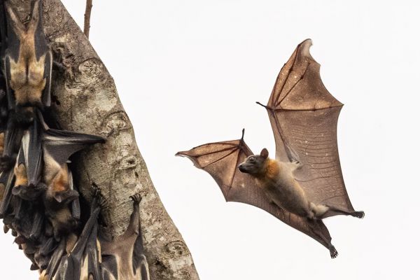 Straw-coloured Fruit Bat