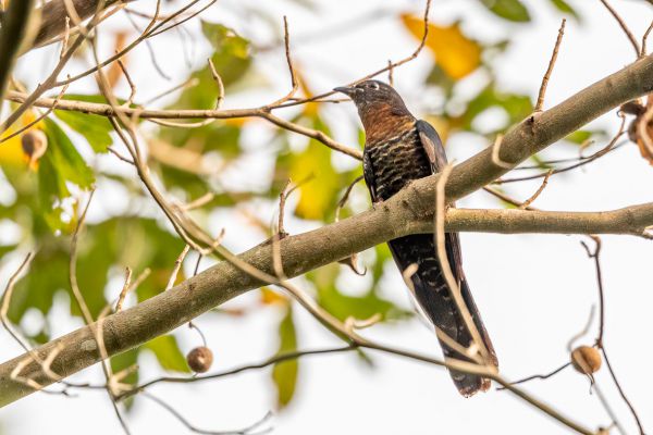 Black Cuckoo