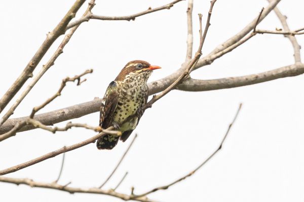 Dideric Cuckoo (juvenile)