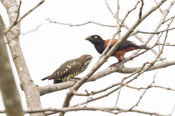 Dideric Cuckoo (juvenile)