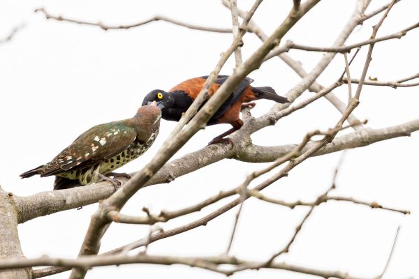 Dideric Cuckoo (juvenile)