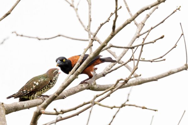 Dideric Cuckoo (juvenile)