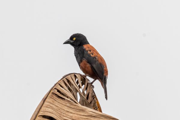 Vieillot's Black Weaver