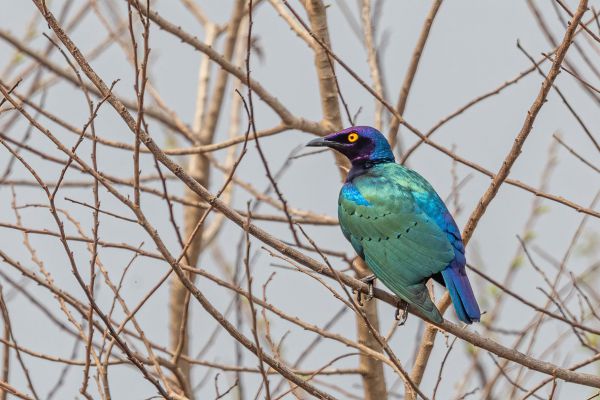 Greater Blue-eared Glossy-Starling