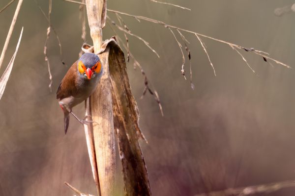 Orange-cheeked Waxbill