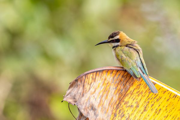 White-throated Bee-eater