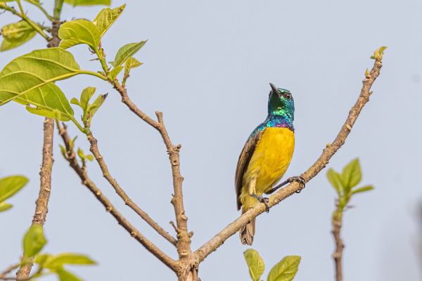 Collared Sunbird