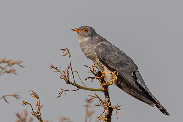 African cuckoo