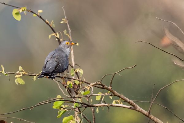 African cuckoo