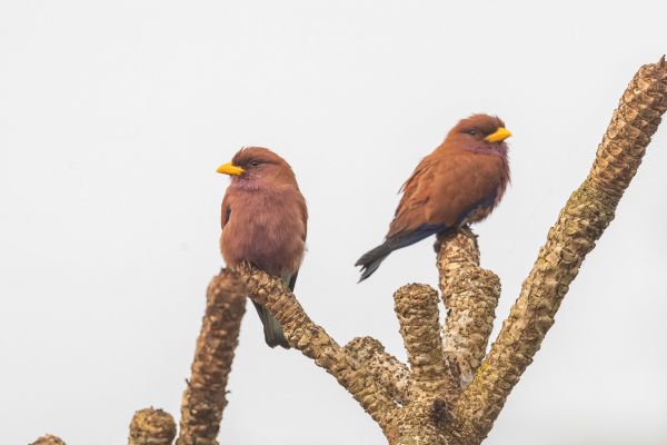 Broad-billed Roller