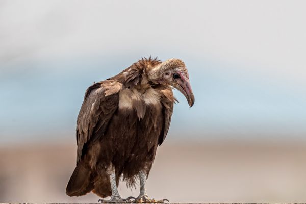 Hooded Vulture