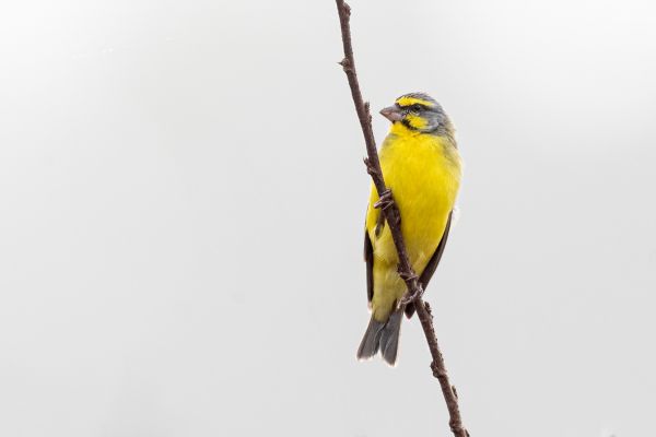 Yellow-fronted Canary