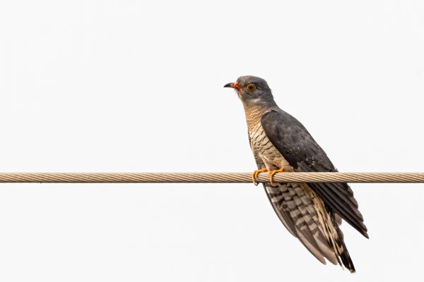 African cuckoo
