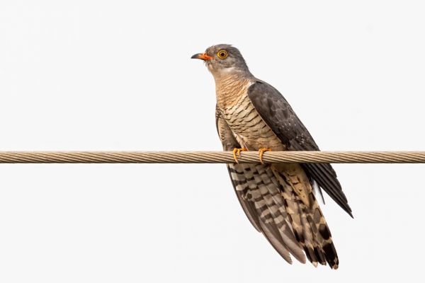 African cuckoo