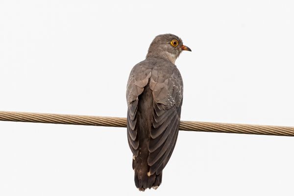 African cuckoo