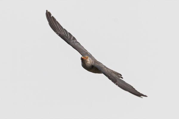 African cuckoo