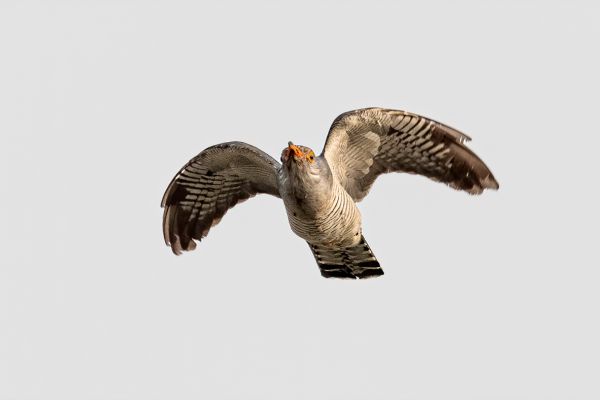 African cuckoo