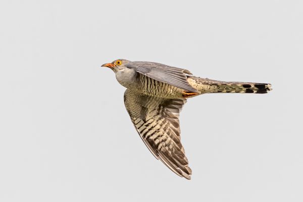 African cuckoo