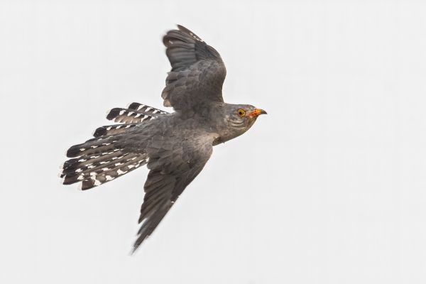 African cuckoo