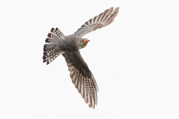 African cuckoo