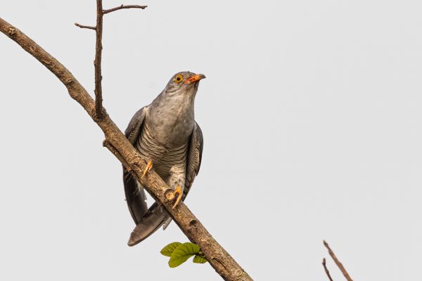 African cuckoo
