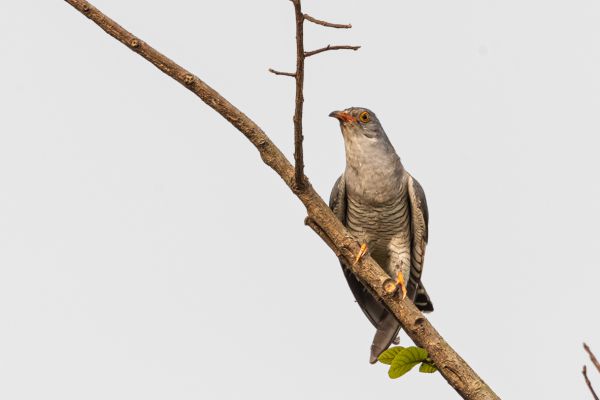 African cuckoo