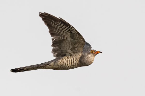 African cuckoo