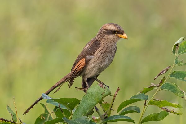 Yellow-billed Shrike