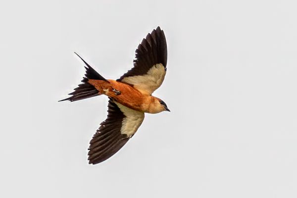 Rufous-chested Swallow