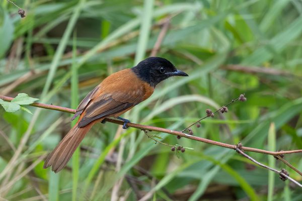 Black-headed Paradise-Flycatcher