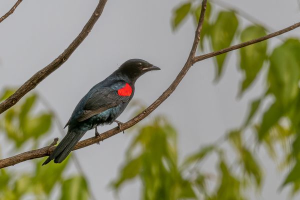 Red-shouldered Cuckoo-shrike