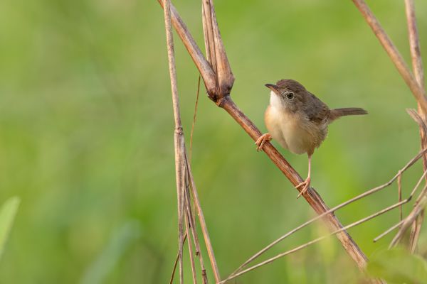 Singing Cisticola