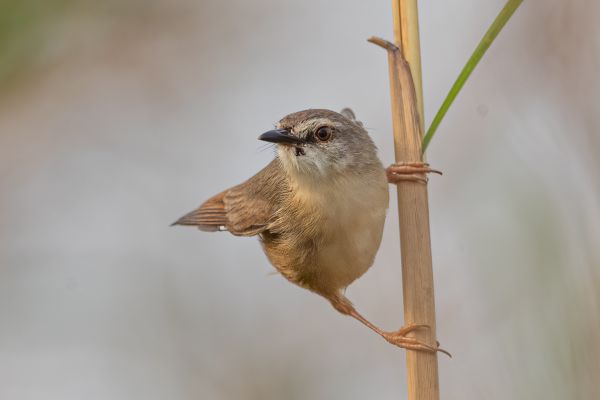 Singing Cisticola