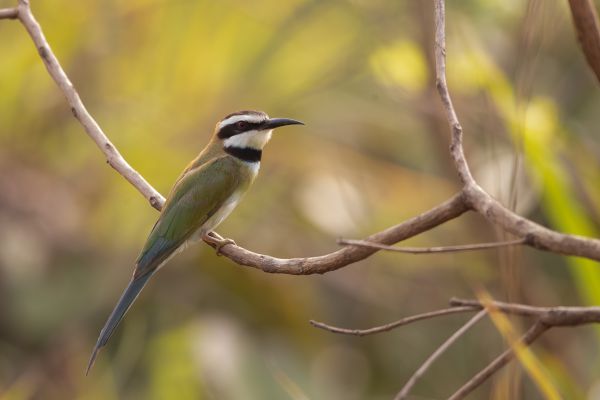 White-throated Bee-eater