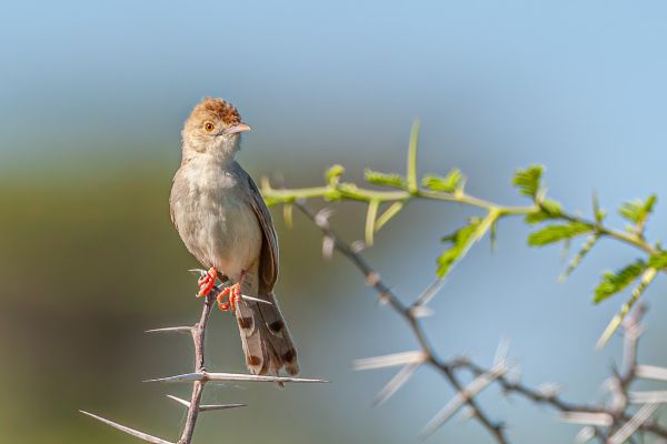 Zitting Cisticola